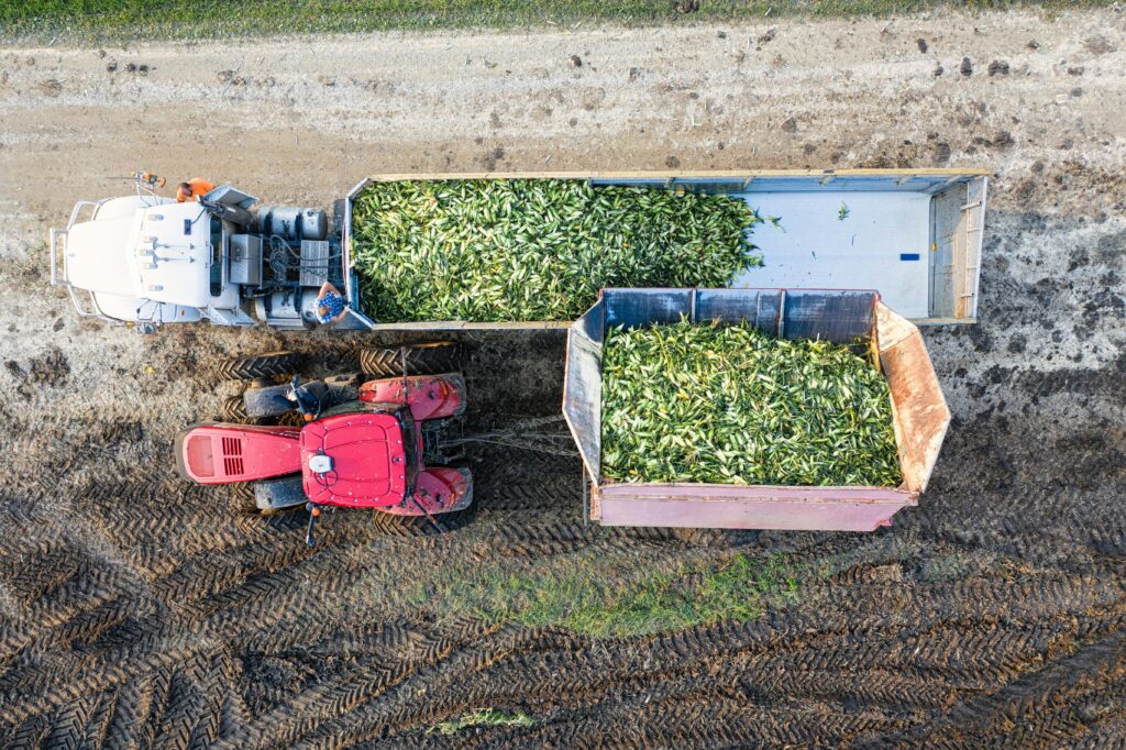 pexels tomfisk 10213236